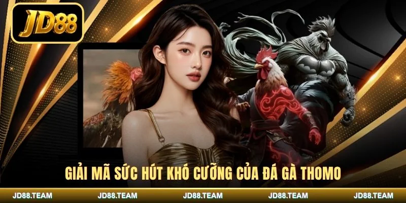 Giải mã sức hút khó cưỡng của đá gà Thomo