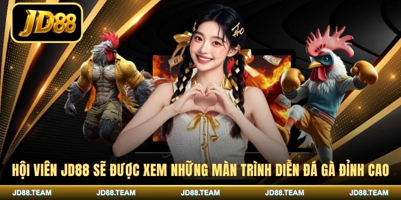 Hội viên JD88 sẽ được xem những màn trình diễn đá gà đỉnh cao